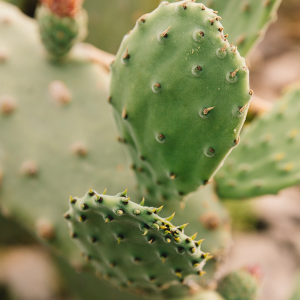 Nopal de Verdura - 10 Piezas