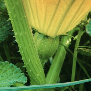 Calabaza Verde  - 1 Kilo