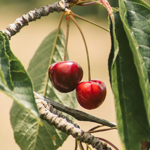 Cereza Roja - 1 Kilo