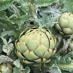 Alcachofa - Pieza