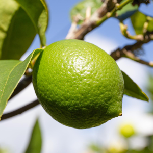 Limón sin Semilla  - 1 Kilo